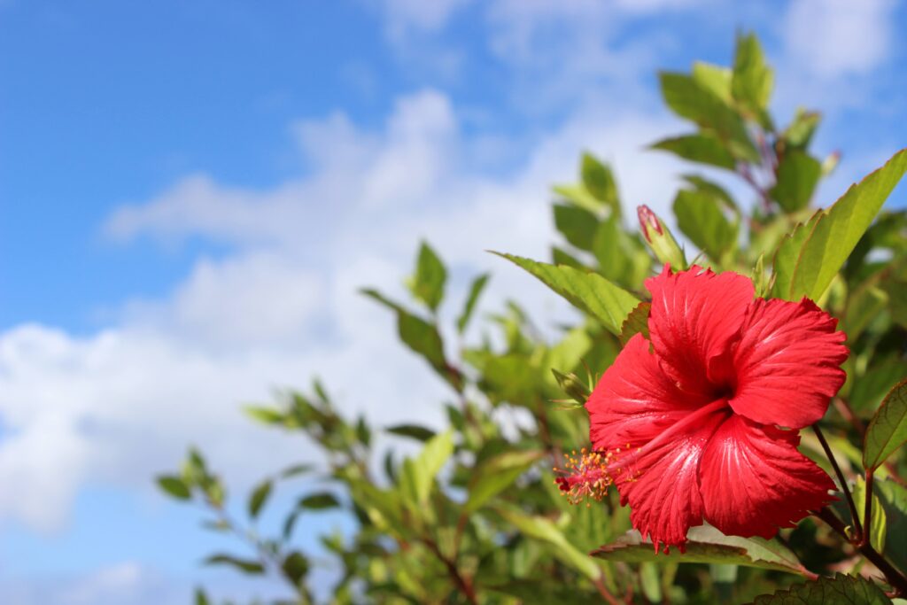 Discover a Heartfelt Approach to Funerals at Bates Funeral Chapel Oskaloosa